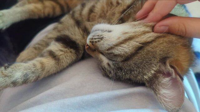 Cute cat is sleeping and a man caresses her