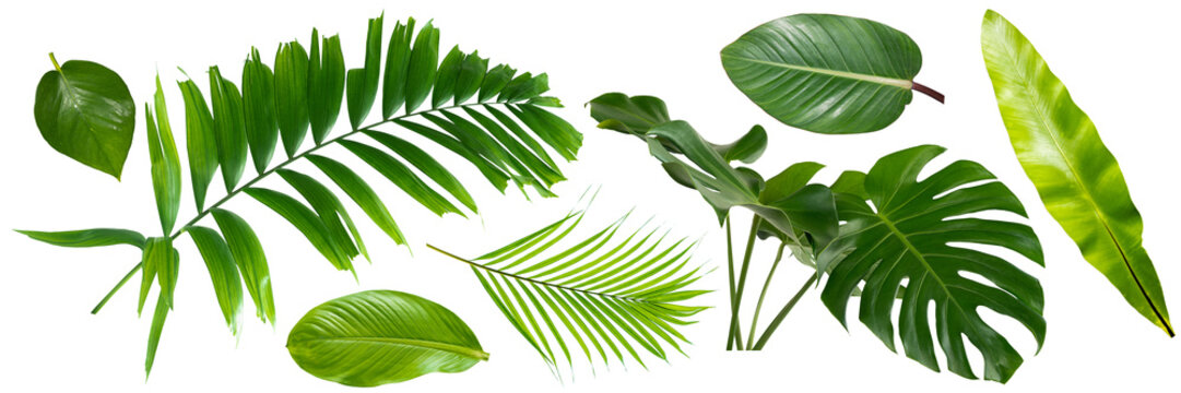 Group Plant leaves Green nature Tropical forest isolated on transparent background - png	