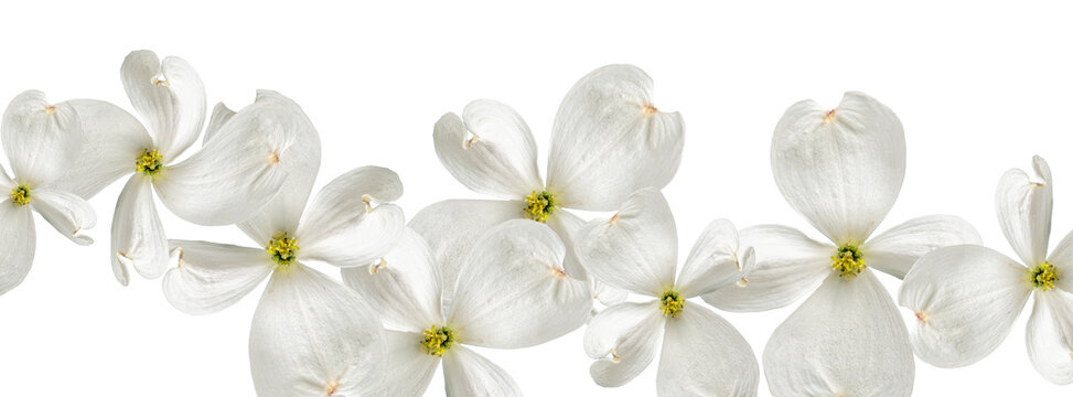 Beautiful white dogwood flowers on a transparent background. beautiful plant cornus florida

