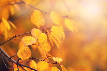 A tree branch with orange and yellow leaves in a forest on a tree in the fall on a sunny day. Autumn leaves in the forest