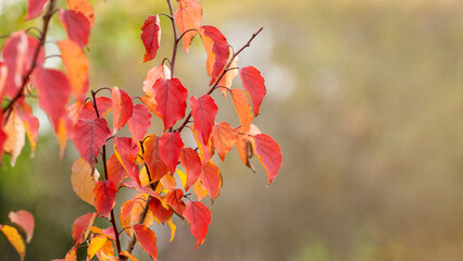 Tree branch with red leaves in the forest on a tree in autumn on a sunny day, copy space