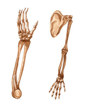 Watercolor human skeleton structure. arm and shoulde bones. Anatomy and medicine. Orthopedics illustration