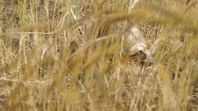 The camera follows the turtle as it runs through tall, dry grass.