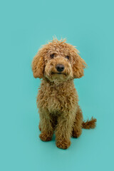 Red poodle puppy dog sitting. Isolated on blue background