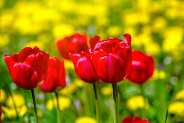 red tulips bloom on a green natural background
