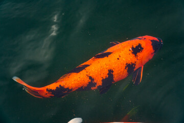 Obraz premium Fine koi in advanced breeding ponds