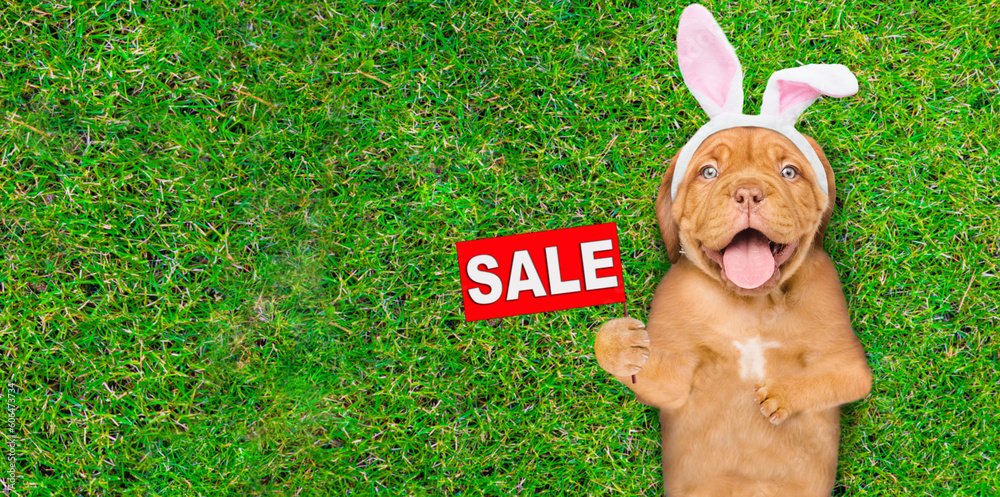Poster happy mastiff puppy wearing easter rabbits ears shows signboard with labeled 