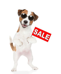 Jack russell terrier puppy wearing sunglasses shows signboard with labeled "sale". isolated on white background