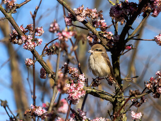 Brown Shrike between the blossom in a tree
