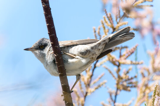 Barred Warbler is watching you