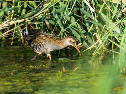 Water Rail in the reed