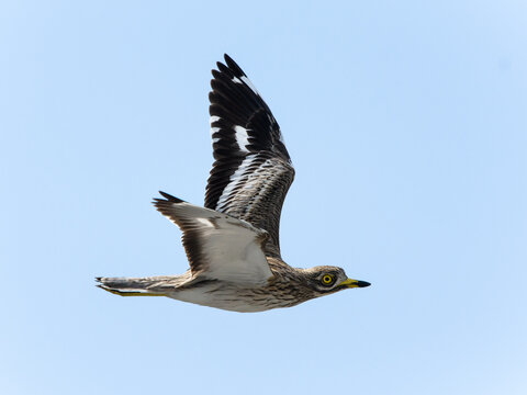 Eurasian Stone-curlew flying