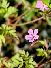 pink and white flowers