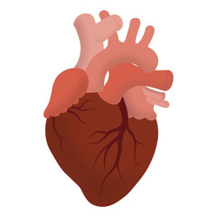 human heart anatomy with venous system on white transparent background, Vector illustration 