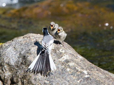 White Wagtail feeding young