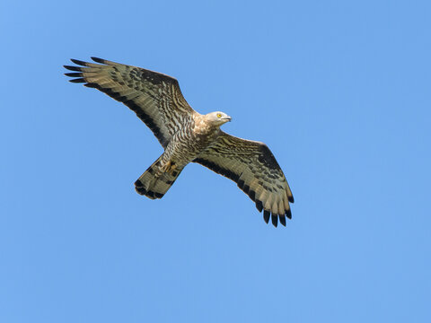 Bird of Prey, Honey buzzard against blue sky