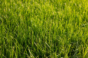 Green grass in the wind. Green grass background.