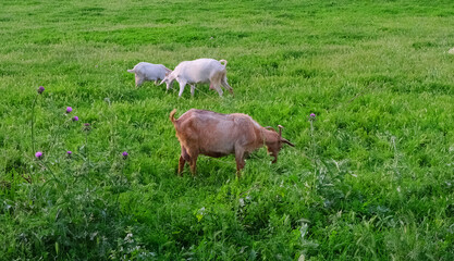 Obraz premium goats grazing in green meadow