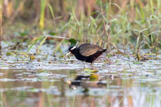 Bronze-winged jacana or Metopidius indicus observed in Gajoldaba in West Bengal
