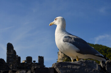 Gabbiano - Porto Venere
