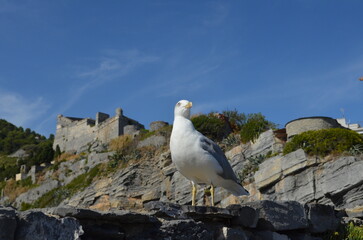 Porto Venere - Gabbiano - Castello Doria