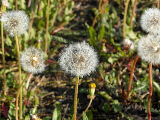 Dandelion seeds in the field on a sunny spring day.