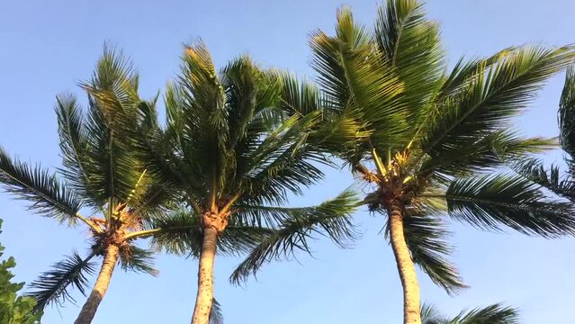 Palm trees moving on fresh breeze in tropical beach. High quality FullHD footage