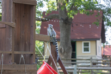lemur standing on his post near his home at a local farm