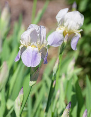 Beautiful close-up of an iris pallida flower