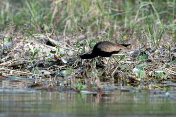 Bronze-winged jacana or Metopidius indicus observed in Gajoldaba in West Bengal