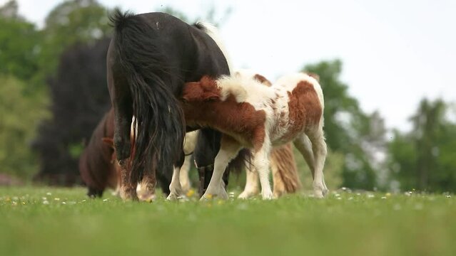A cute shetland pony foal drinking milk from it´s mother in spring outdoors