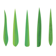 Obraz premium Hand painted green leaft bamboo branches can be used as a variety of design elements.Great for gift-wrap, poster card and with have High quality clipping mask. 
