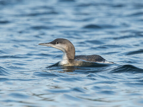 Black-throated Loon in blue water