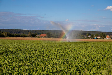 Agra field with a water tinsmith and rainbow
