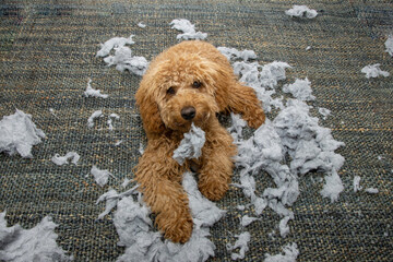 Poodle puppy dog spoils or destroy a cushion, pillow with innocent expression face. Obedience...