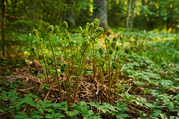 ferns in spring