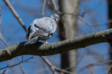 Grzywacz, gołąb grzywacz (Common wood pigeon, Columba palumbus)