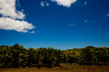 Fototapeta na wymiar Palmen auf Mauritius