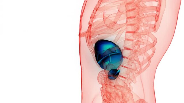 Human Internal Digestive Organ Liver with Pancreas and Gallbladder Anatomy Animation Concept