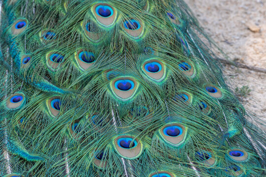 peacock and peacock feathers from a local farm in Missouri
