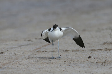 Adult pied avocet (Recurvirostra avosetta) in breeding plumage photographed in their natural habitat during the nesting period. Birds show amazing skills to keep predators away from the nest