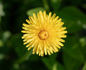 yellow dandelion