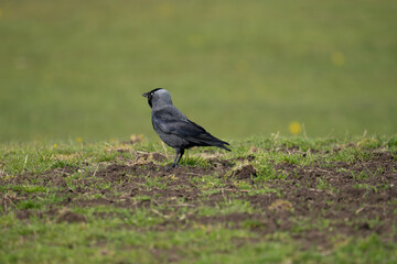 magpie field bird feeding feathers beak nature