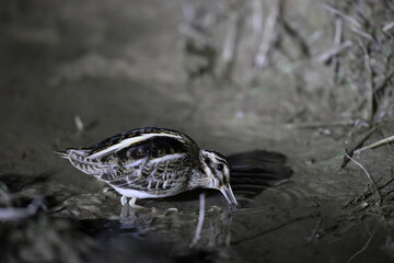 Jack snipe (Lymnocryptes minimus) at night time in Japan