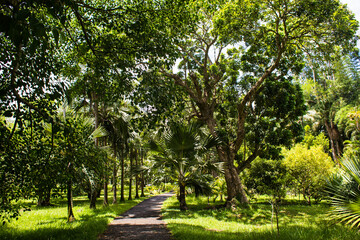 Fototapeta na wymiar Waldweg im Sir Seewoosagur Ramgoolam Botanical Garden