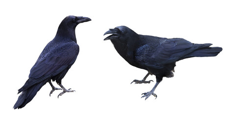 Black Ravens PNG files - 606486926