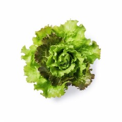 Lettuce leaf isolated on white background. Generative AI