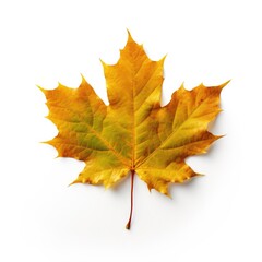 Obraz premium Maple leaf isolated on white background. Generative AI