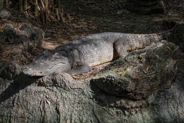 The thai crocodile rest on the garden