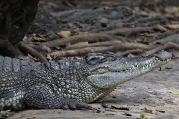 The thai crocodile rest on the garden